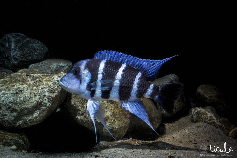 Cyphotilapia gibberosa 'Mtoto'